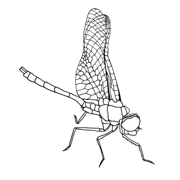 Croquis noir et blanc d'une libellule aux ailes déployées. Illustration vectorielle — Image vectorielle