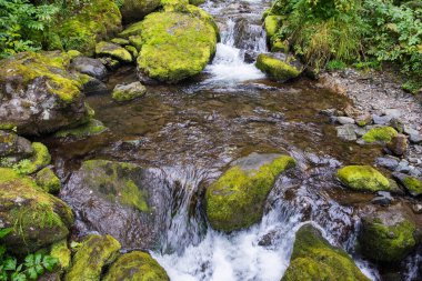 Küçük bir dağ deresinden aşağı atlarken su bazalt kayaların üzerinden akar. Küçük bir şelale yosunların arasından akıyor..