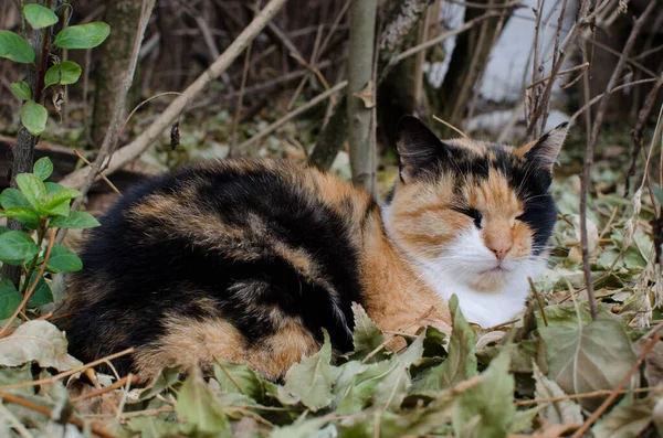 Rigaer Katze Vermasselte Die Augen — Stockfoto