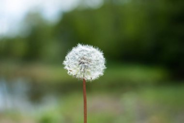 Çimlerde karahindiba