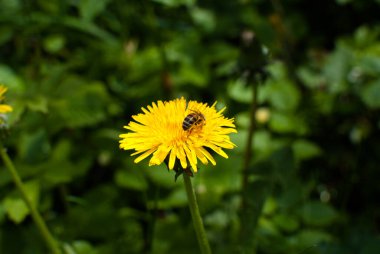Çimlerde sarı karahindibalar