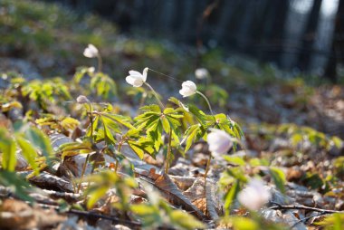 Ormanda kar damlaları