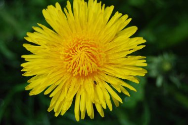 Güzel bir arka planda sarı karahindiba çiçeği