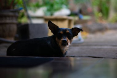 Huysuz köpek kapının önünde oturuyor.