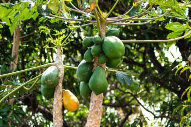 Ağaçtan sarkan yeşil ve sarı papayalar