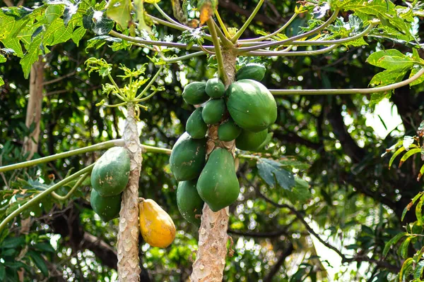 Ağaçtan sarkan yeşil ve sarı papayalar