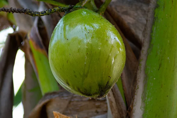 Palmiye ağacından sarkan taze hindistan cevizi