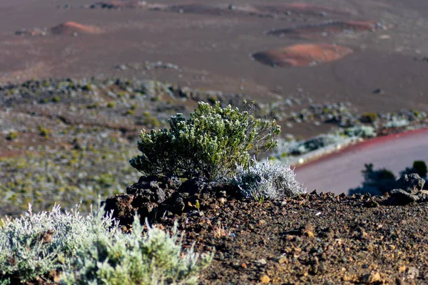 Arbusto Con Vistas Paisaje Del Volcán Rocoso — Foto de Stock