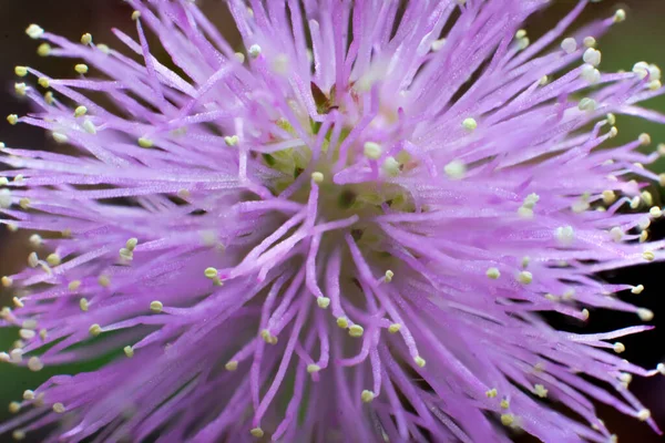 Çiçek açan Mimosa pudika çiçeğinin Macro 'su