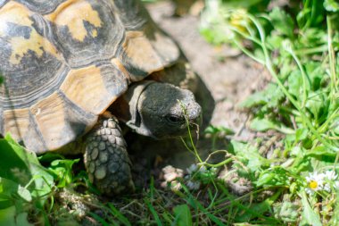 Hermann 'ın kaplumbağası güneşli bir günde yeşil çimenlerde geziniyor.