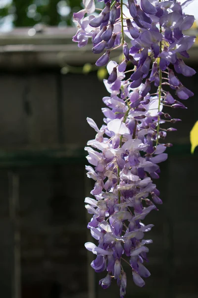 Mor Wisteria çiçeklerini kulübenin önüne asmak