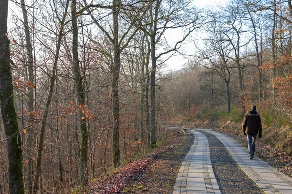 Sonbaharda Avrupa ormanlarında yürüyen bir adam