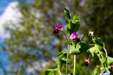 Çiçek açan bezelye çiçeğinin yakın plan görüntüsü, pisum sativum
