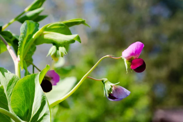 Çiçek açan bezelye çiçeğinin yakın plan görüntüsü, pisum sativum.