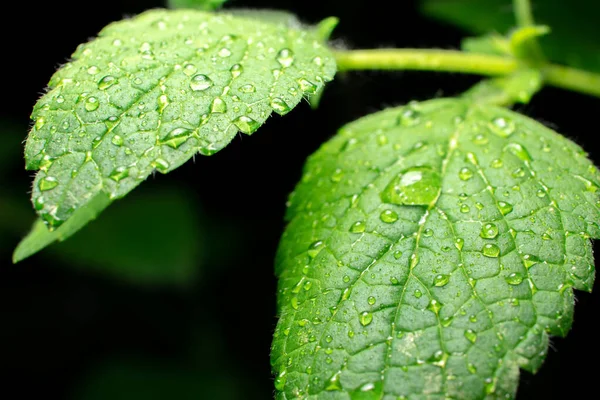 Koyu arkaplanda su damlaları olan yeşil limon merhemi yaprağının aşırı yakın çekimi.