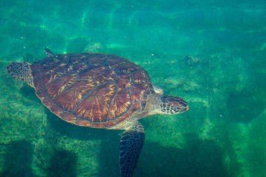 Reunion Adası 'ndaki Kelonia Müzesi' nde hemşire panorama
