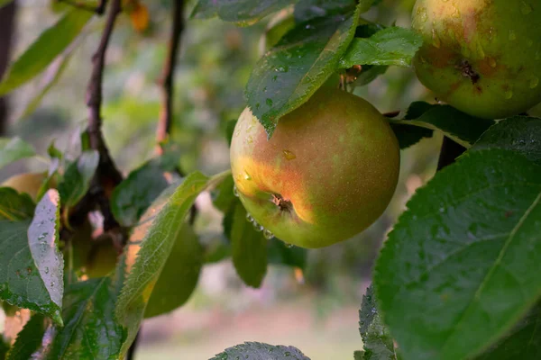 Gün batımında ağaçtan sarkan yeşil kahverengi elmaya yağmur damlaları.