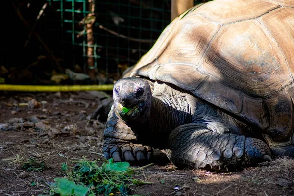 Şafakta Saint Pierre Limanı 'ndaki tekneler Buluşma Adası' nda.