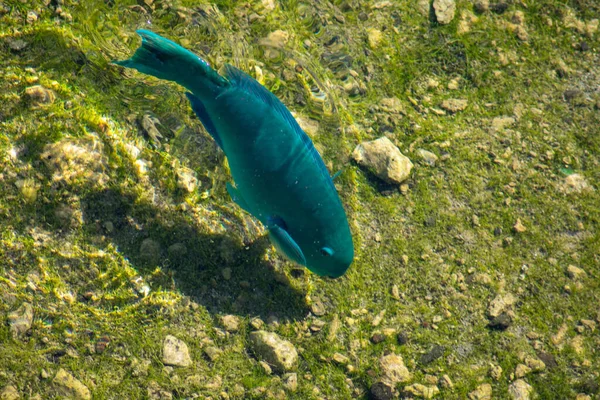 Pez Loro Capitán Azul Nadando Contra Sedimentos Verdes Marrones —  Fotos de Stock