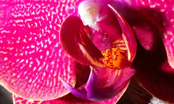 Extrémní Detailní Záběr Červené Růžové Žluté Orchideje — Stock fotografie