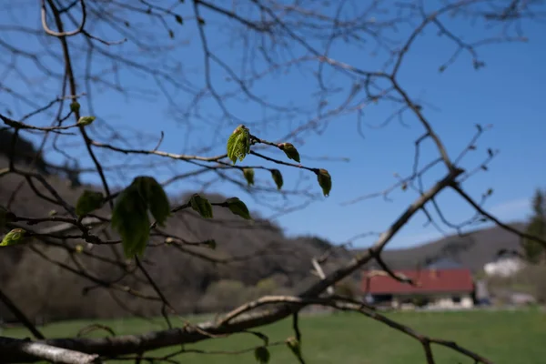 İlkbaharda Lüksemburg kırsalına karşı taze filizlenen Hornbeam yaprakları