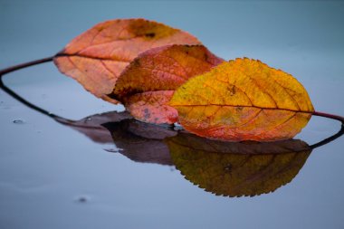 parlak zemin ıslak yapraklar