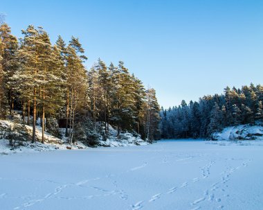 Orman göl buz üstünde
