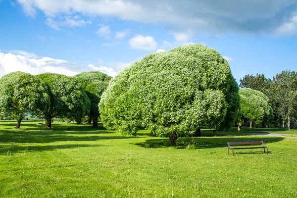 Uitzicht op het prachtige park — Stockfoto