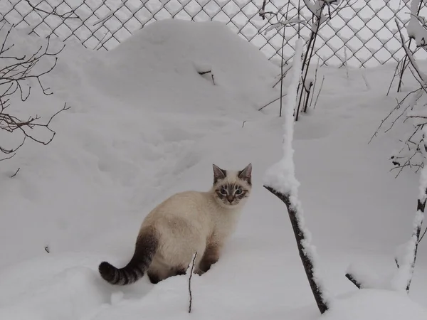 Mooie Kitten Een Wandeling Sneeuw Tuin Winter — Stockfoto