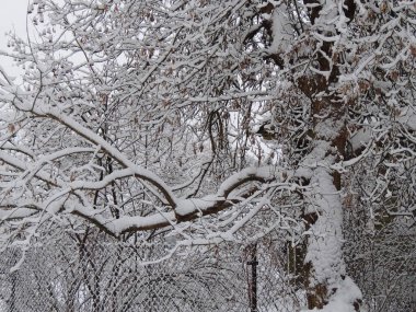 Köydeki güzel kış karlı bahçesi