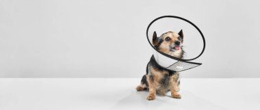 Veteriner konisinde sevimli tüylü Chihuahua köpeği.