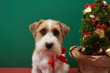 Sevimli Jack Russell Terrier Noel ağacının yanında