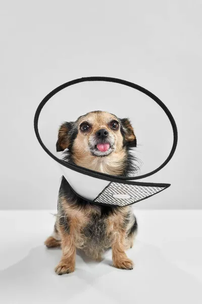 Chihuahua cane in collare cono sedersi e distogliere lo sguardo — Foto Stock