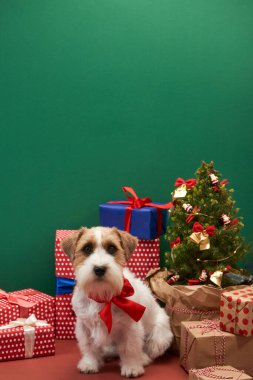 Jack Russell Terrier Noel ağacı ve kutuları yakınında.