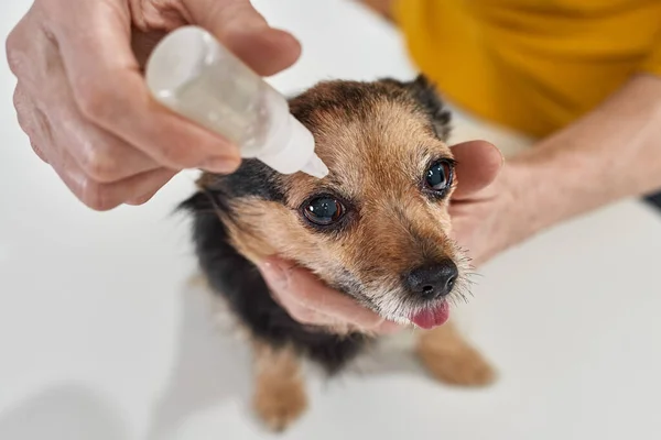 Женщина закапывает глазные капли в глаз собаки Чихуахуа — стоковое фото