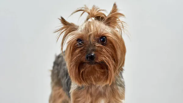 Nahaufnahme des Gesichts von Yorkshire Terrier in die Kamera — Stockfoto