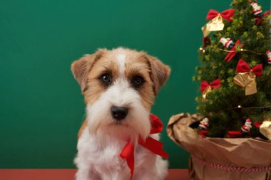 Noel ağacının yanındaki tüylü köpeğin portresi