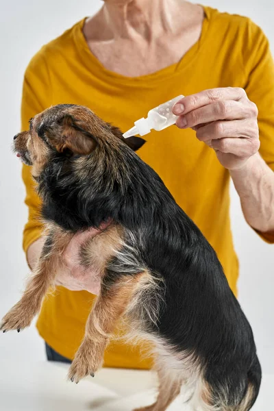 Женщина капает волосы на собачью шерсть Чихуахуа — стоковое фото