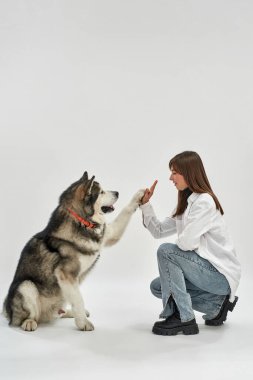 Beyaz kadın Sibirya Husky köpeğine beş veriyor.