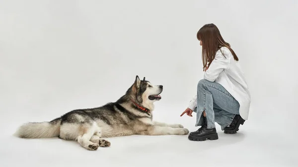 Γυναίκα εκπαίδευση Siberian Husky σκυλί σε λευκό στούντιο — Φωτογραφία Αρχείου