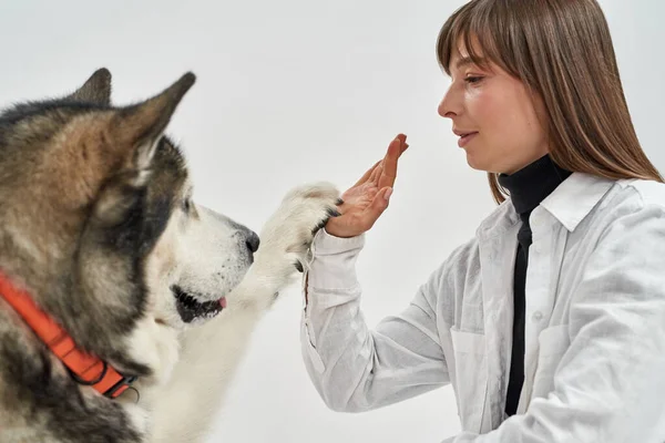Взрослая женщина дает пять своей сибирской хаски-собаке — стоковое фото