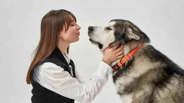 Μια ενήλικη να χαϊδεύει το Σιβηρικό Χάσκι σκυλί της — Φωτογραφία Αρχείου