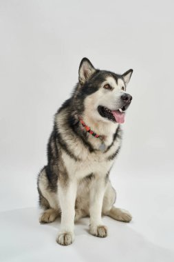 Sibirya Husky köpeği yere otur ve yüzünü çevir.