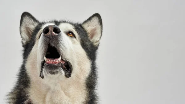 Primo piano del bellissimo cane siberiano Husky alza lo sguardo — Foto Stock