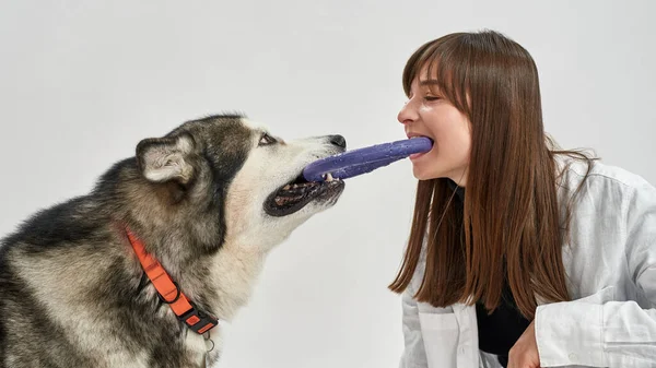 Женщина и собака держат игрушку круга во рту — стоковое фото