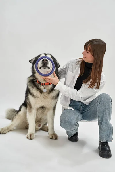 Ragazza sguardo sul siberiano Husky con cerchio tira a — Foto Stock