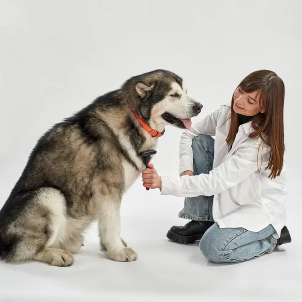 Ragazza sorridente pettinando i capelli del cane siberiano Husky — Foto Stock