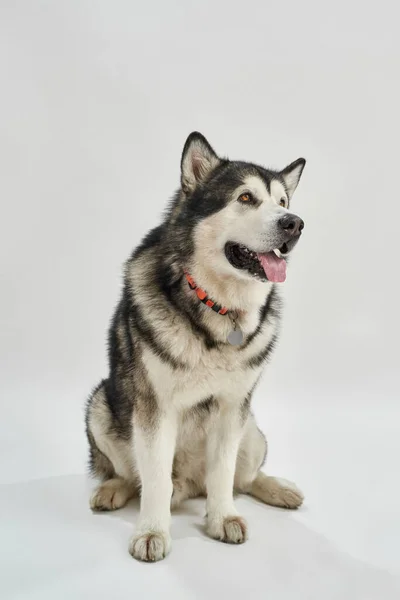 Siberian Husky hund sitta på golvet och titta bort — Stockfoto