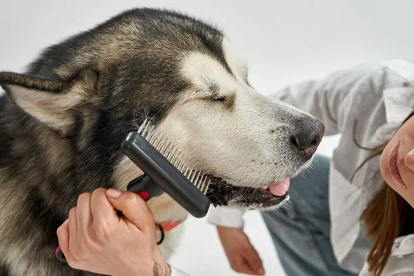 Обрезанное изображение женщины, расчесывающей волосы собаки — стоковое фото