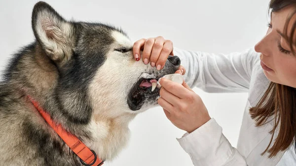 Девушка капает капли перорального ухода в рот собаки — стоковое фото